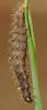 Hoplodrina sp.